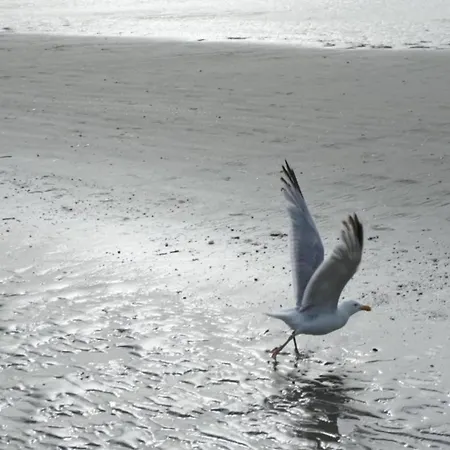 In Belgium Near The Sea Appartement